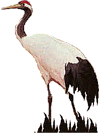 Crane Graphic